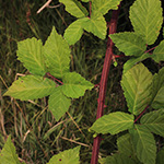 Rubus montanus - Mittelgebirgs-Brombeere