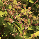 Rubus montanus - Mittelgebirgs-Brombeere