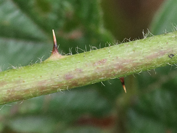 Rubus nemorosus