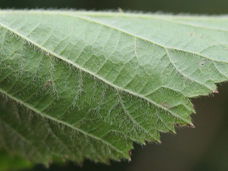 Rubus nemorosus