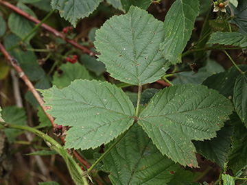 Rubus nemorosus