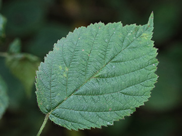 Rubus nemorosus