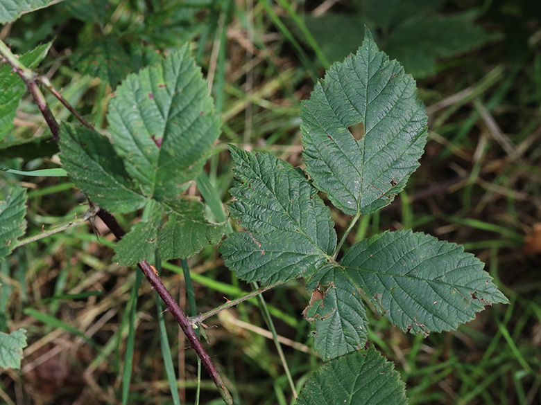 Rubus nemorosus