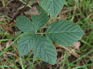 Rubus nemorosus