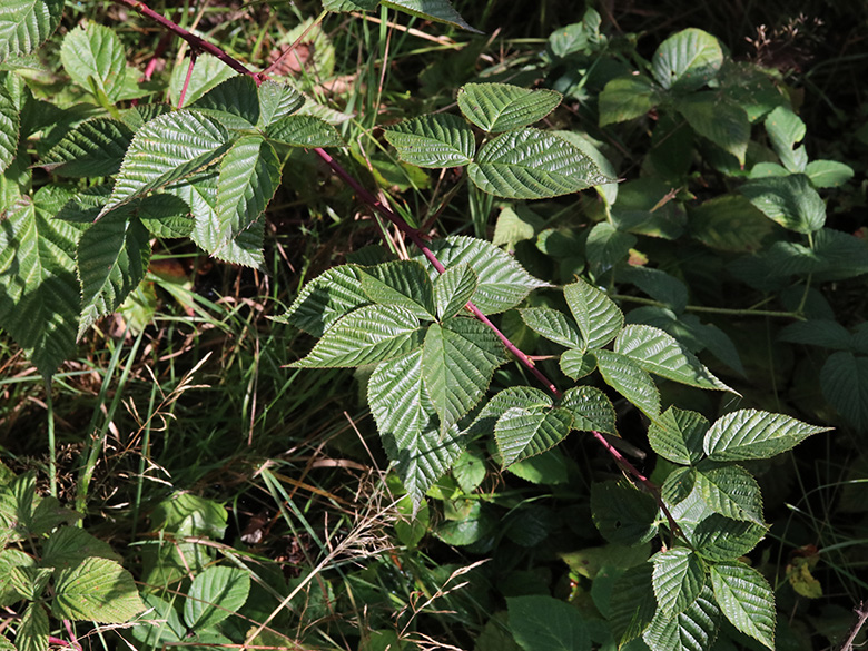 Rubus nessensis