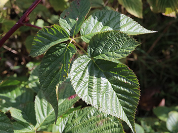 Rubus nessensis