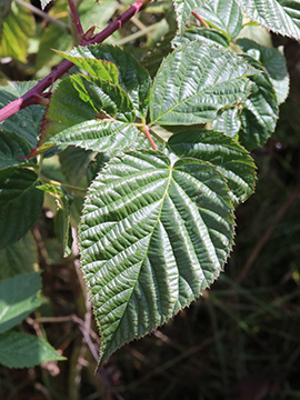 Rubus nessensis
