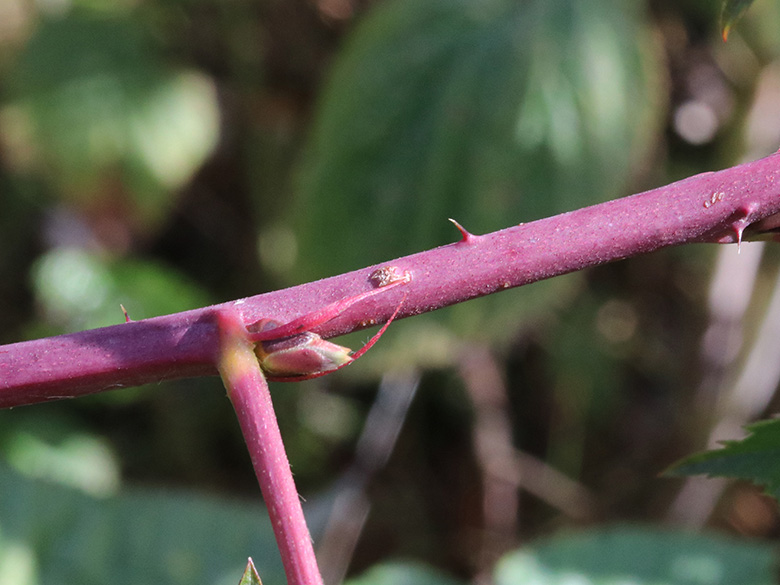 Rubus nessensis