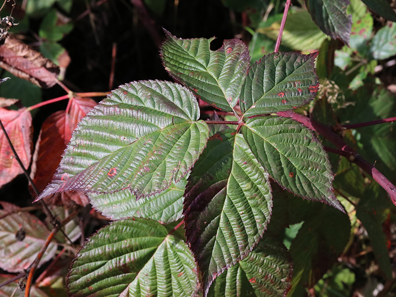Rubus nessensis