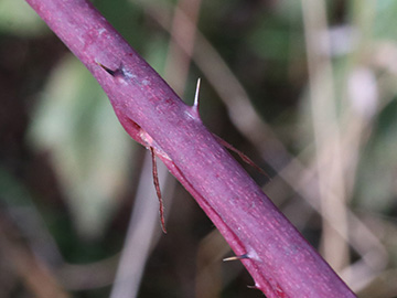 Rubus nessensis