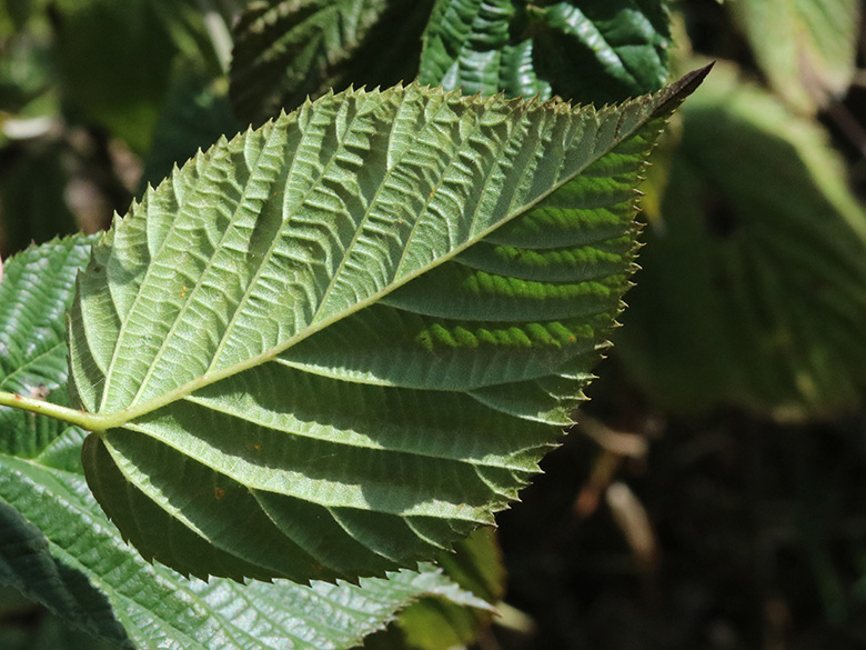 Rubus nessensis