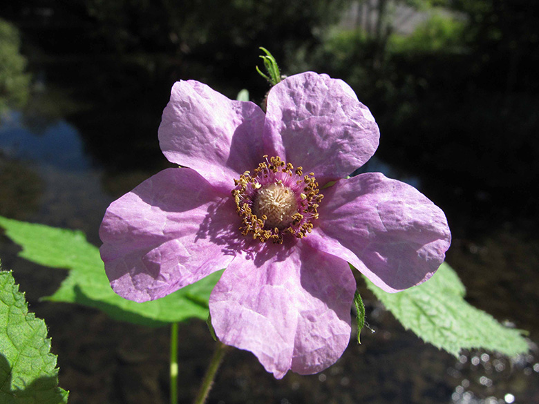 Rubus odoratus