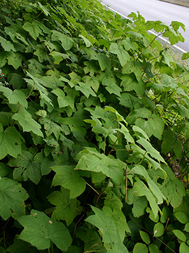 Rubus odoratus