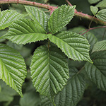 Rubus oreades - Bergnymphen-Brombeere