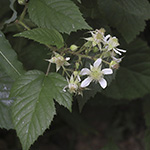 Rubus oreades - Bergnymphen-Brombeere