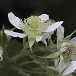Rubus oreades - Bergnymphen-Brombeere