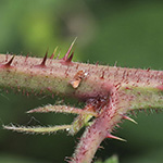 Rubus oreades - Bergnymphen-Brombeere