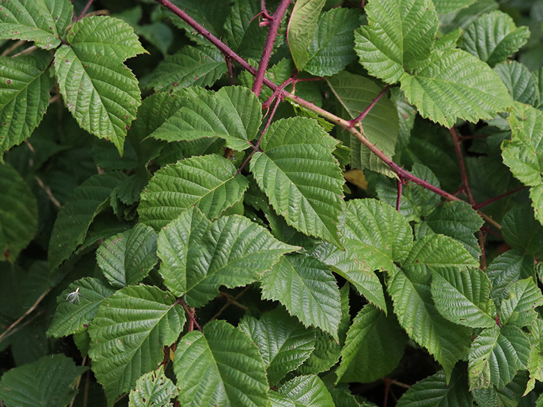 Rubus oreades