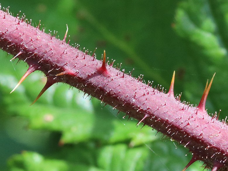 Rubus oreades