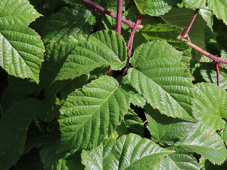 Rubus oreades