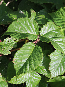 Rubus oreades