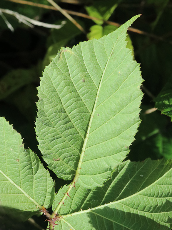 Rubus oreades