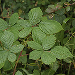 Rubus orthostachys - Geradachsige Haselblattbrombeere