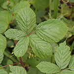 Rubus orthostachys - Geradachsige Haselblattbrombeere