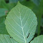 Rubus orthostachys - Geradachsige Haselblattbrombeere