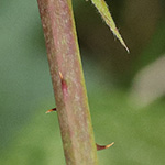 Rubus orthostachys - Geradachsige Haselblattbrombeere