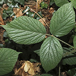 Rubus pedemontanus - Träufelspitzen-Brombeere