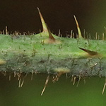 Rubus pedemontanus - Träufelspitzen-Brombeere