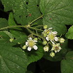 Rubus pedemontanus - Träufelspitzen-Brombeere