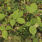 Rubus pedemontanus - Träufelspitzen-Brombeere