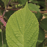 Rubus pedemontanus - Träufelspitzen-Brombeere