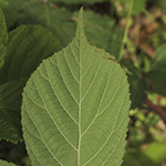 Rubus pedemontanus - Träufelspitzen-Brombeere