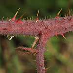 Rubus pedemontanus - Träufelspitzen-Brombeere