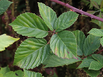 Rubus plicatus