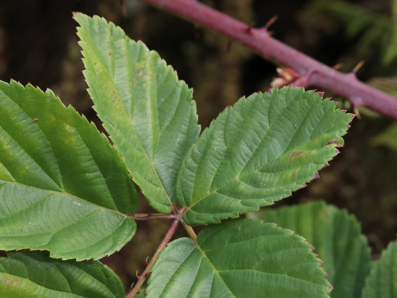 Rubus plicatus