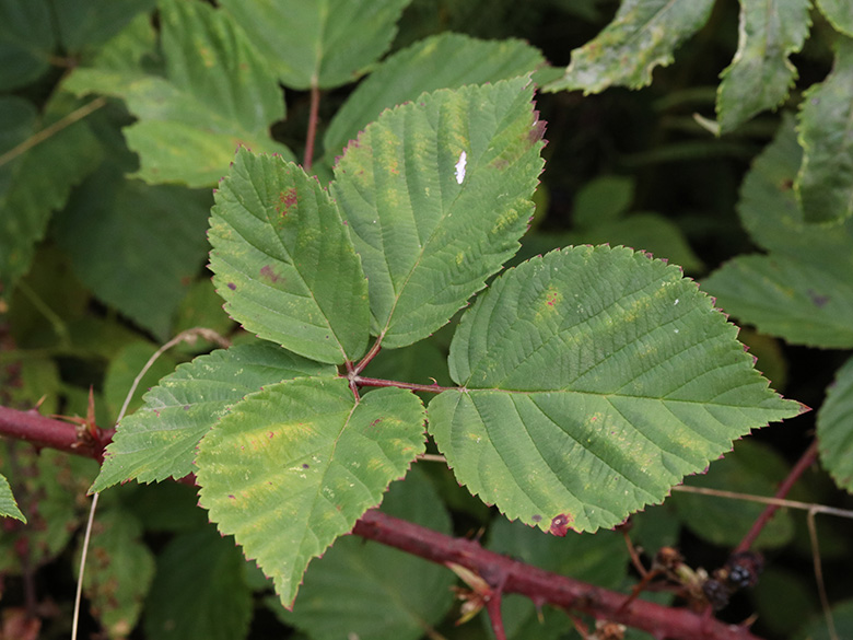 Rubus plicatus
