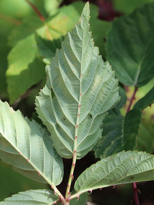 Rubus plicatus