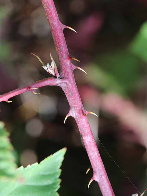 Rubus plicatus