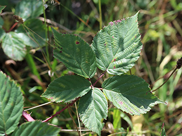 Rubus plicatus