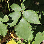 Rubus procerus - Robuste Brombeere