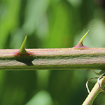 Rubus procerus - Robuste Brombeere
