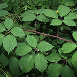 Rubus pyramidalis - Pyramiden-Brombeere