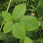 Rubus rugosifolius - Mittelwestfälische Haselblattbrombeere