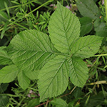 Rubus rugosifolius - Mittelwestfälische Haselblattbrombeere
