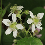 Rubus rugosifolius - Mittelwestfälische Haselblattbrombeere