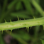 Rubus rugosifolius - Mittelwestfälische Haselblattbrombeere